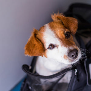 When should an Airline be Responsible for Your Harm to Your Pet