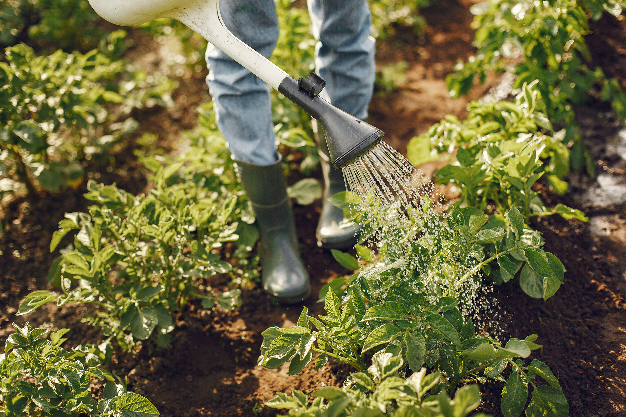 roundup weed killer lawyer